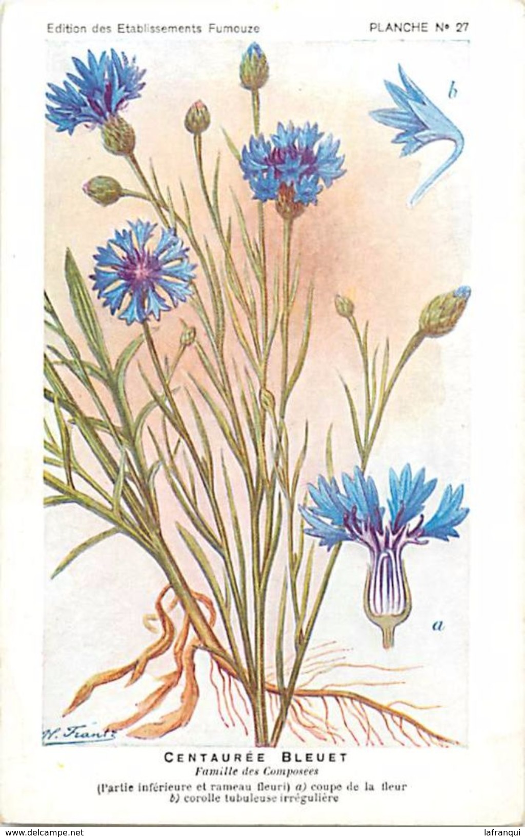 -themes Div- Ref R649- Illustrateurs - Illustrateur Fleurs - Plantes Medicinales -les Plantes Utiles- Centauree Bleuet - Plantes Médicinales