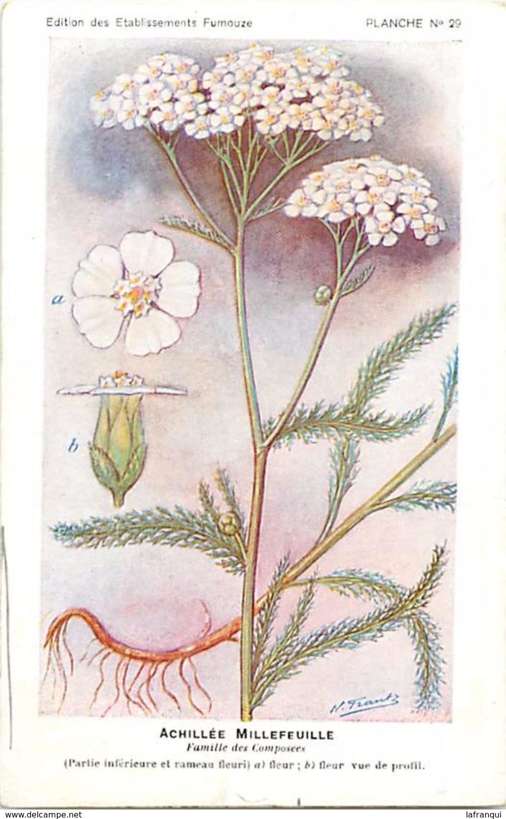 -themes Div- Ref R648- Illustrateurs - Illustrateur Fleurs - Plantes Medicinales -les Plantes Utiles- Achillée Millefeui - Plantes Médicinales