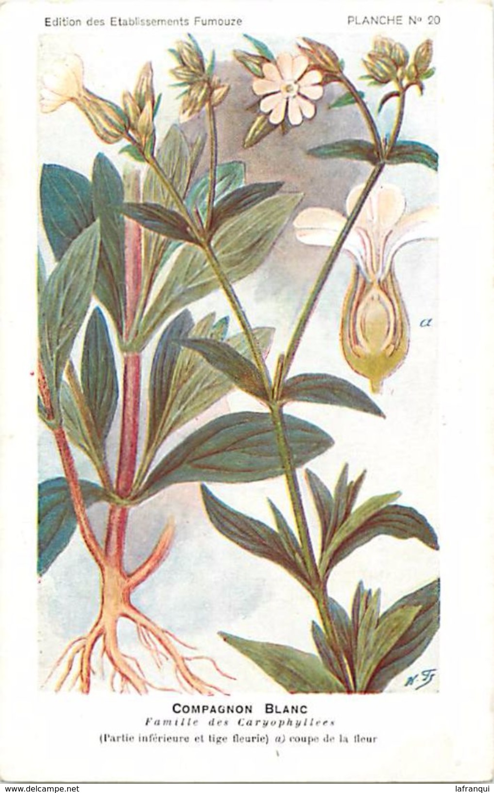 -themes Div- Ref R645- Illustrateurs - Illustrateur Fleurs Frantz - Plantes Medicinales - Compagnon Blanc - - Geneeskrachtige Planten