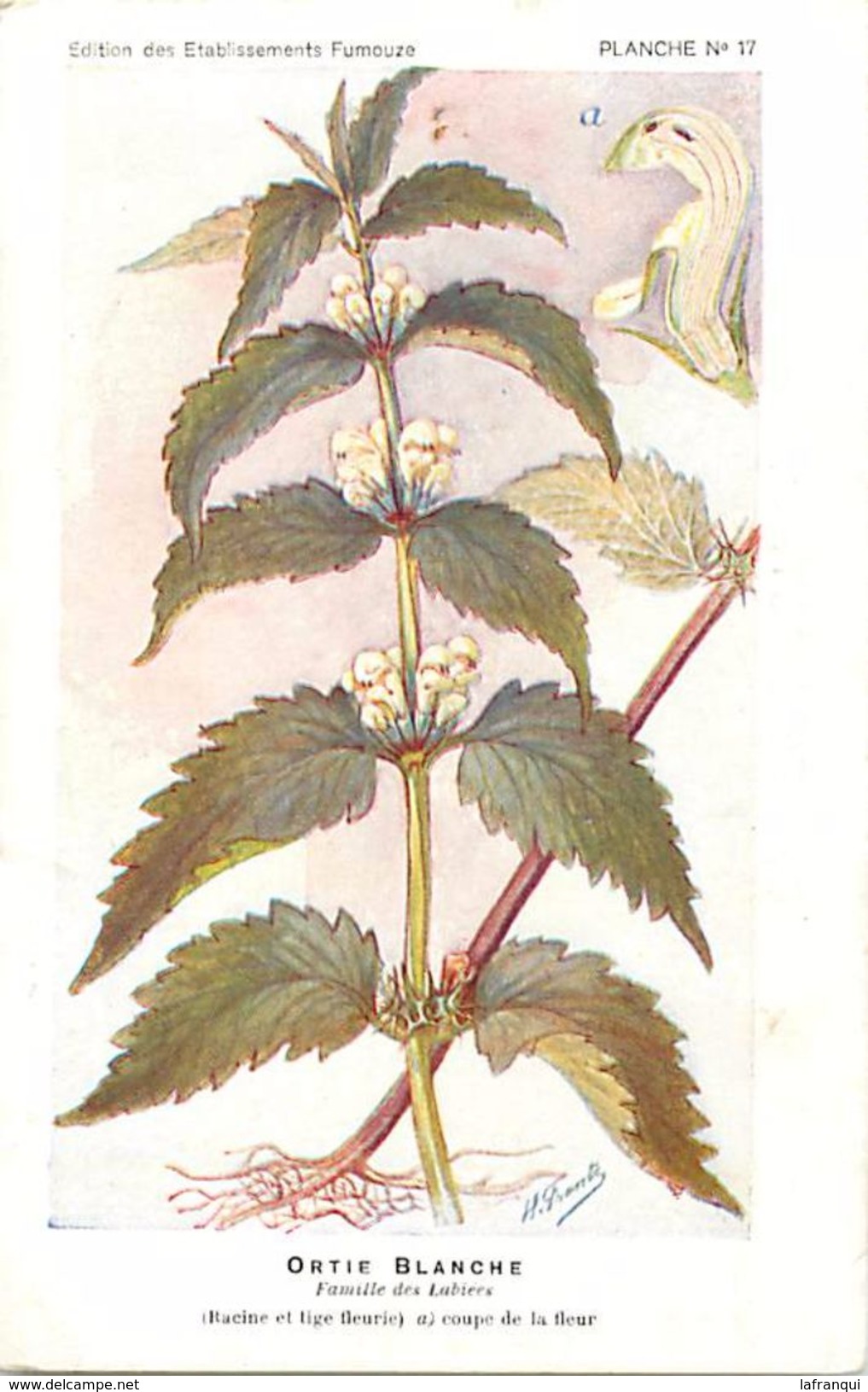 -themes Div- Ref R644- Illustrateurs - Illustrateur Fleurs Frantz - Plantes Medicinales - Ortie Blanche  - - Geneeskrachtige Planten