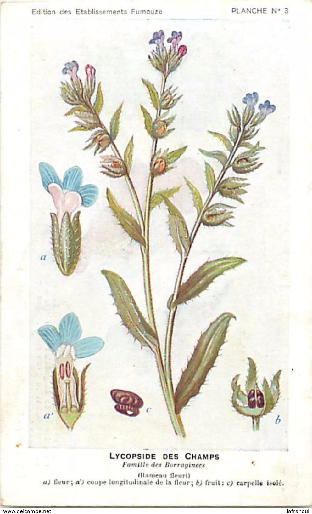 -themes Div- Ref R643- Illustrateurs - Illustrateur Fleurs Frantz - Plantes Medicinales - Lycopside Des Champs  - - Plantes Médicinales