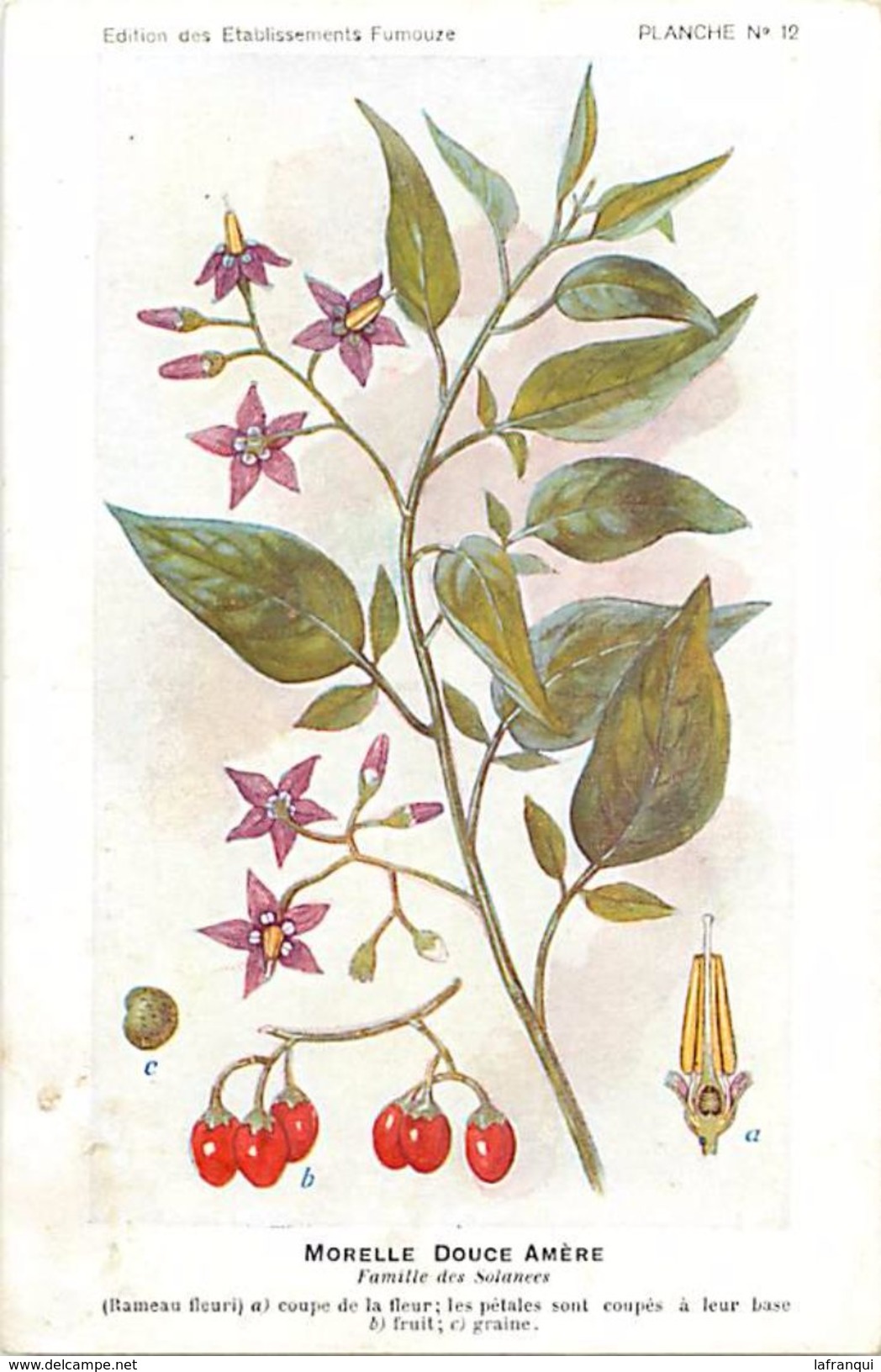 -themes Div- Ref R640- Illustrateurs - Illustrateur Fleurs Frantz - Plantes Medicinales - Morelle Douce Amere   - - Geneeskrachtige Planten
