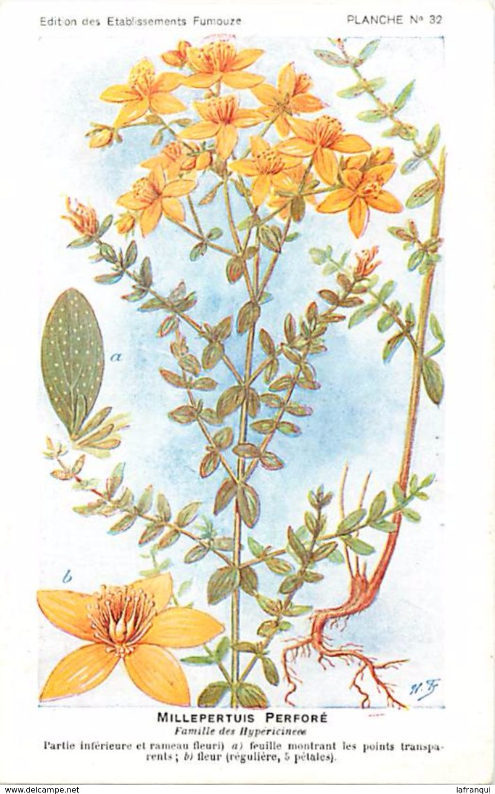 -themes Div- Ref R636- Illustrateurs - Illustrateur Fleurs Frantz - Plantes Medicinales - Millepertuis Perforé  - - Plantes Médicinales