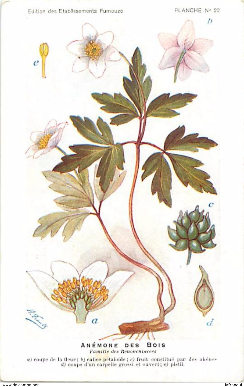 -themes Div- Ref R634- Illustrateurs - Illustrateur Fleurs Frantz - Plantes Medicinales - Anemone Des Bois  - - Geneeskrachtige Planten