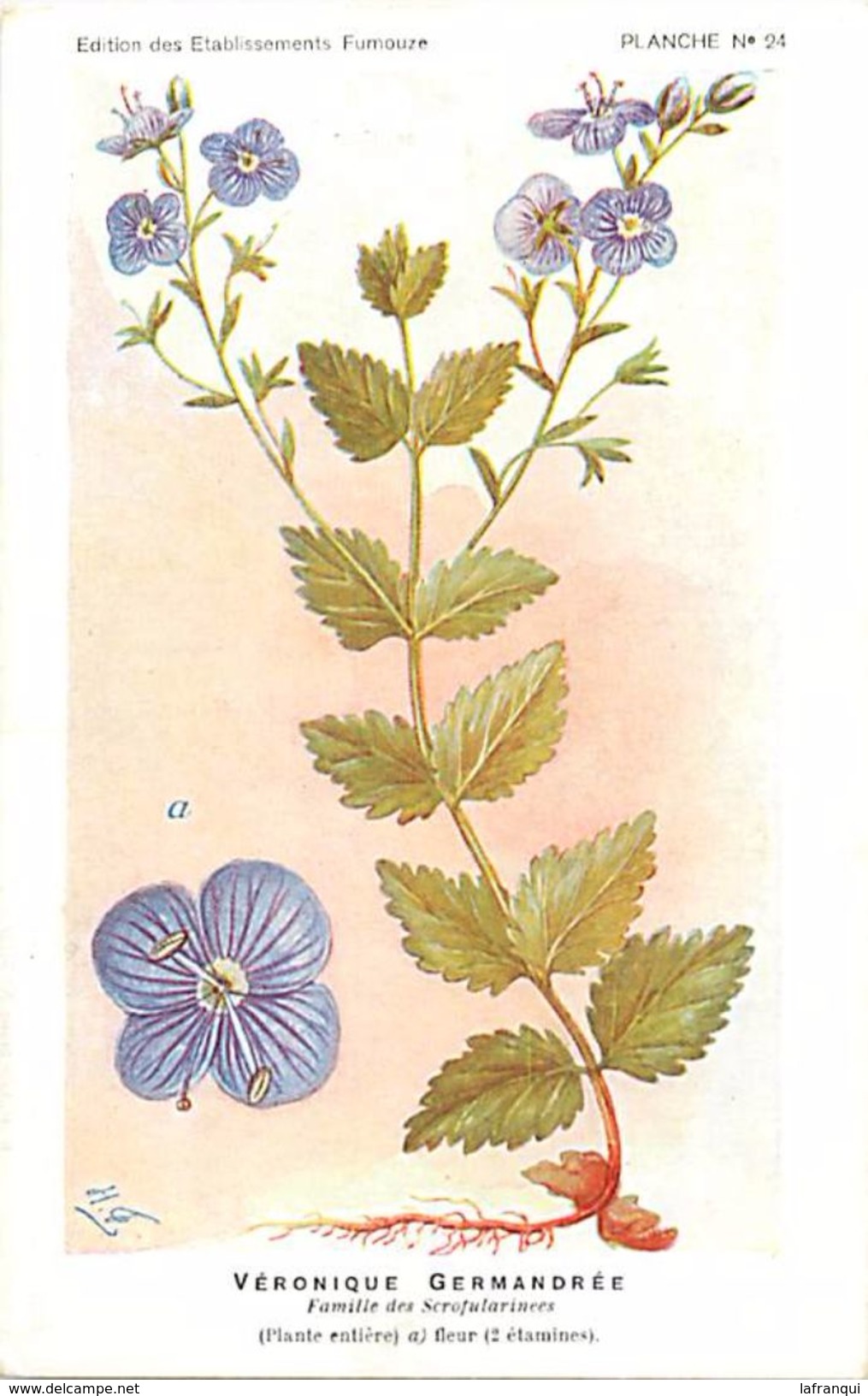 -themes Div- Ref R633- Illustrateurs - Illustrateur Fleurs Frantz - Plantes Medicinales - Veronique Germandrée - - Plantes Médicinales