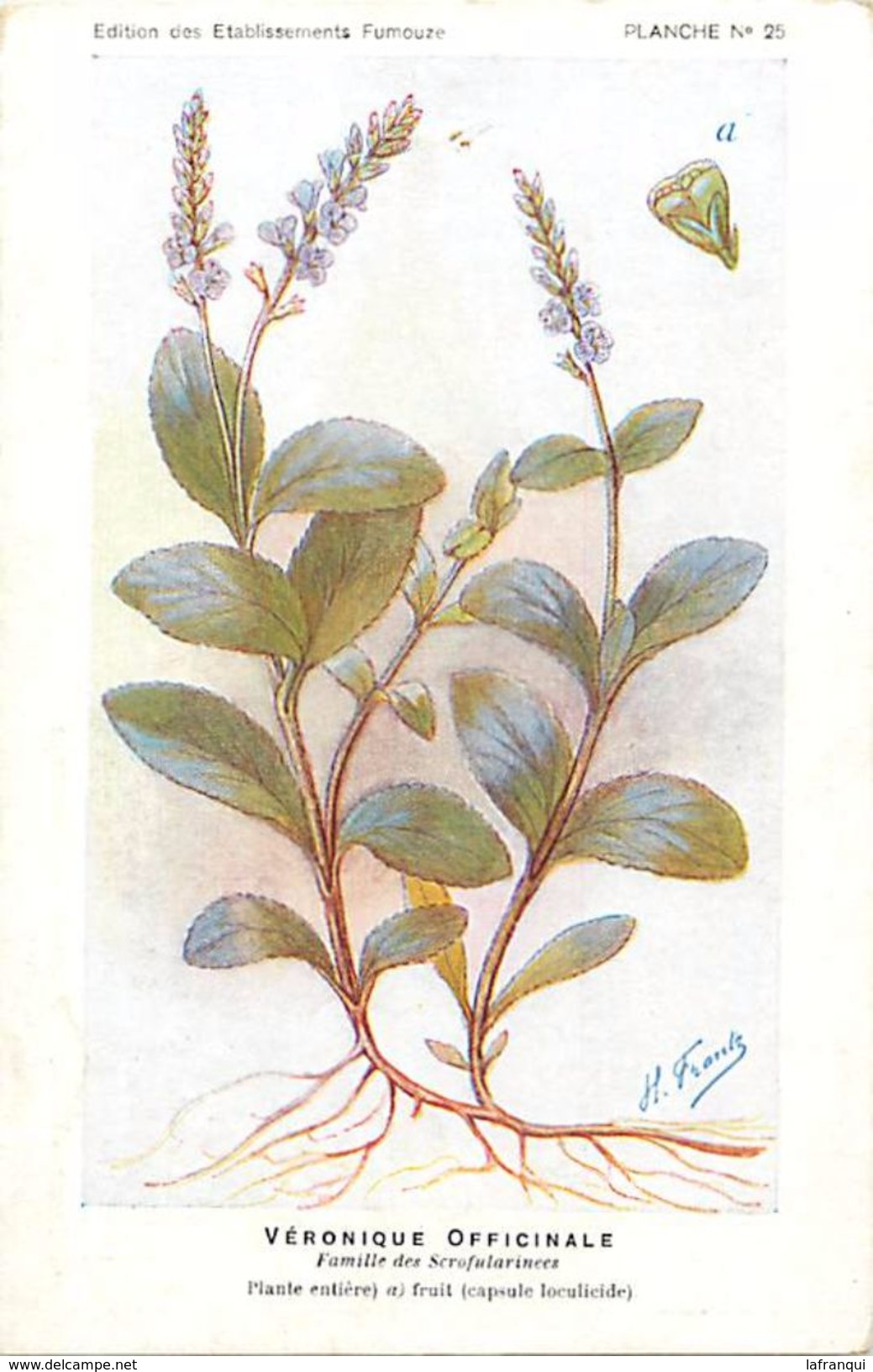 -themes Div- Ref R632- Illustrateurs - Illustrateur Fleurs Frantz - Plantes Medicinales - Veronique Officinale - - Plantas Medicinales