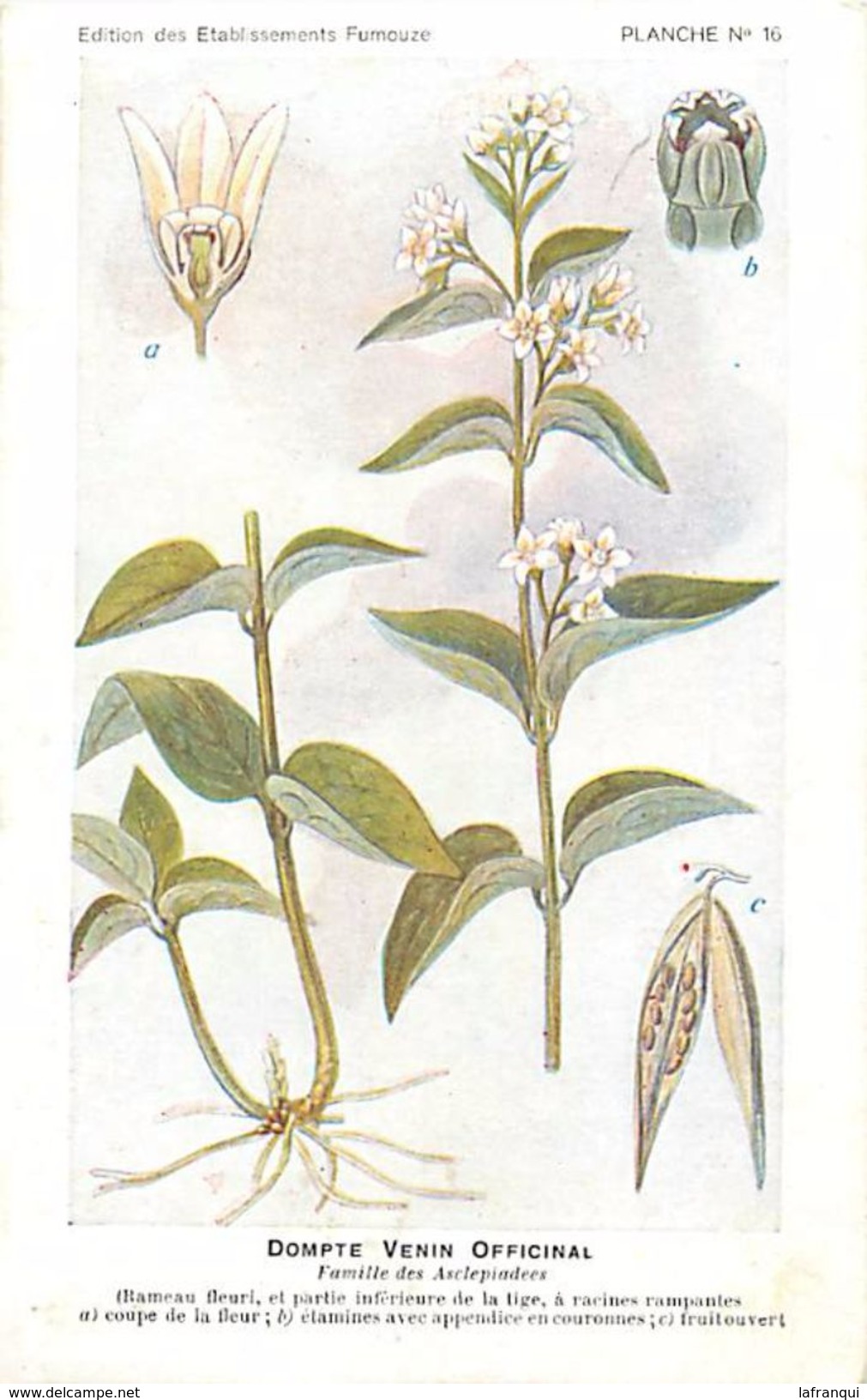 -themes Div- Ref R631- Illustrateurs - Illustrateur Fleurs Frantz - Plantes Medicinales - Dompte Venin Officinal - - Plantes Médicinales