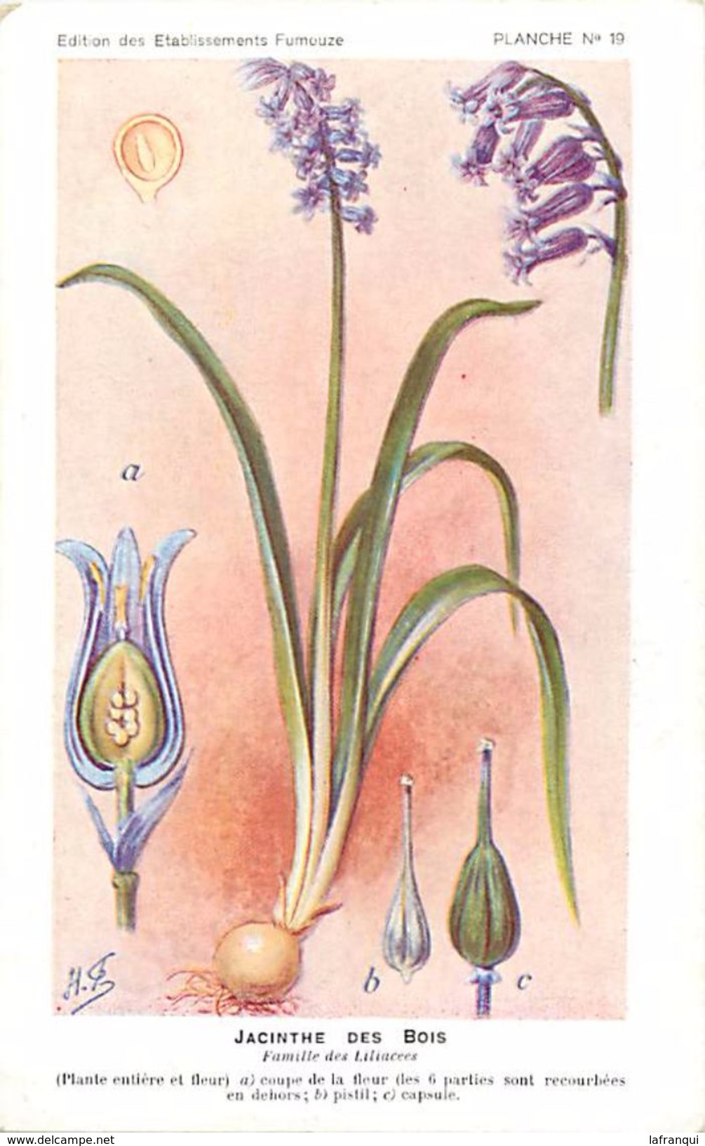 -themes Div- Ref R630- Illustrateurs - Illustrateur Fleurs Frantz - Plantes Medicinales - Jacinthe Des Bois - - Geneeskrachtige Planten