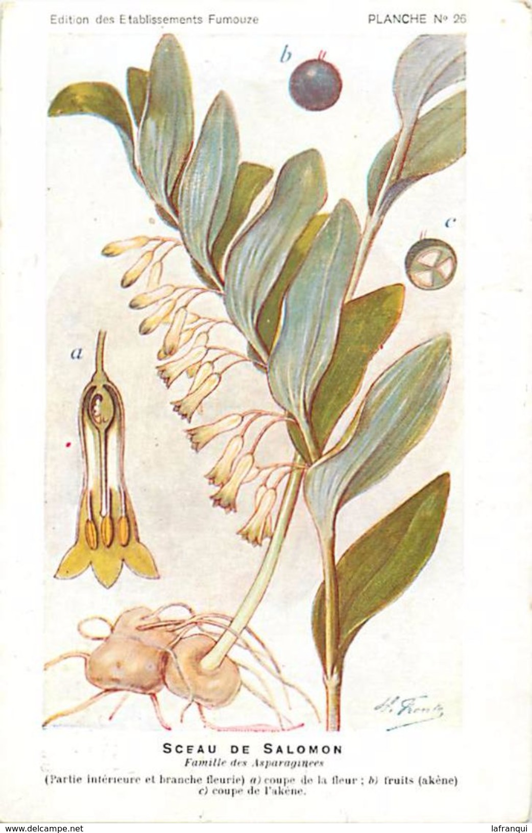 -themes Div- Ref R629- Illustrateurs - Illustrateur Fleurs Frantz - Plantes Medicinales - Sceau De Salomon  - - Plantes Médicinales