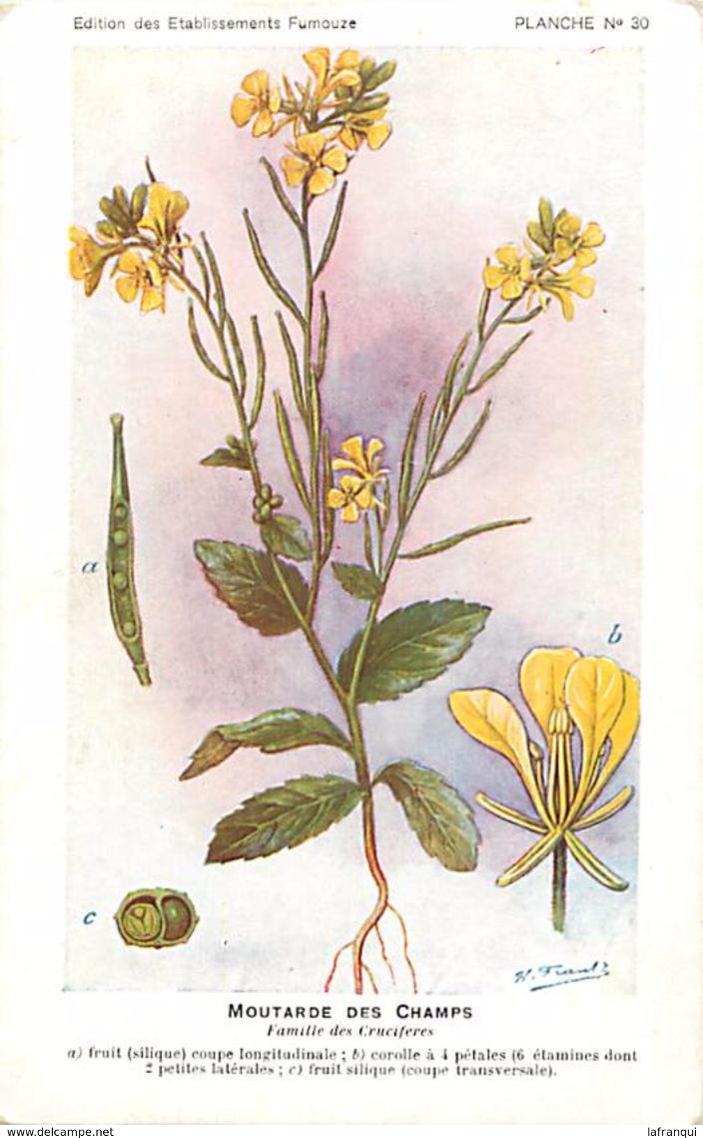 -themes Div- Ref R628- Illustrateurs - Illustrateur Fleurs Frantz - Plantes Medicinales - Moutarde Des Champs - - Geneeskrachtige Planten
