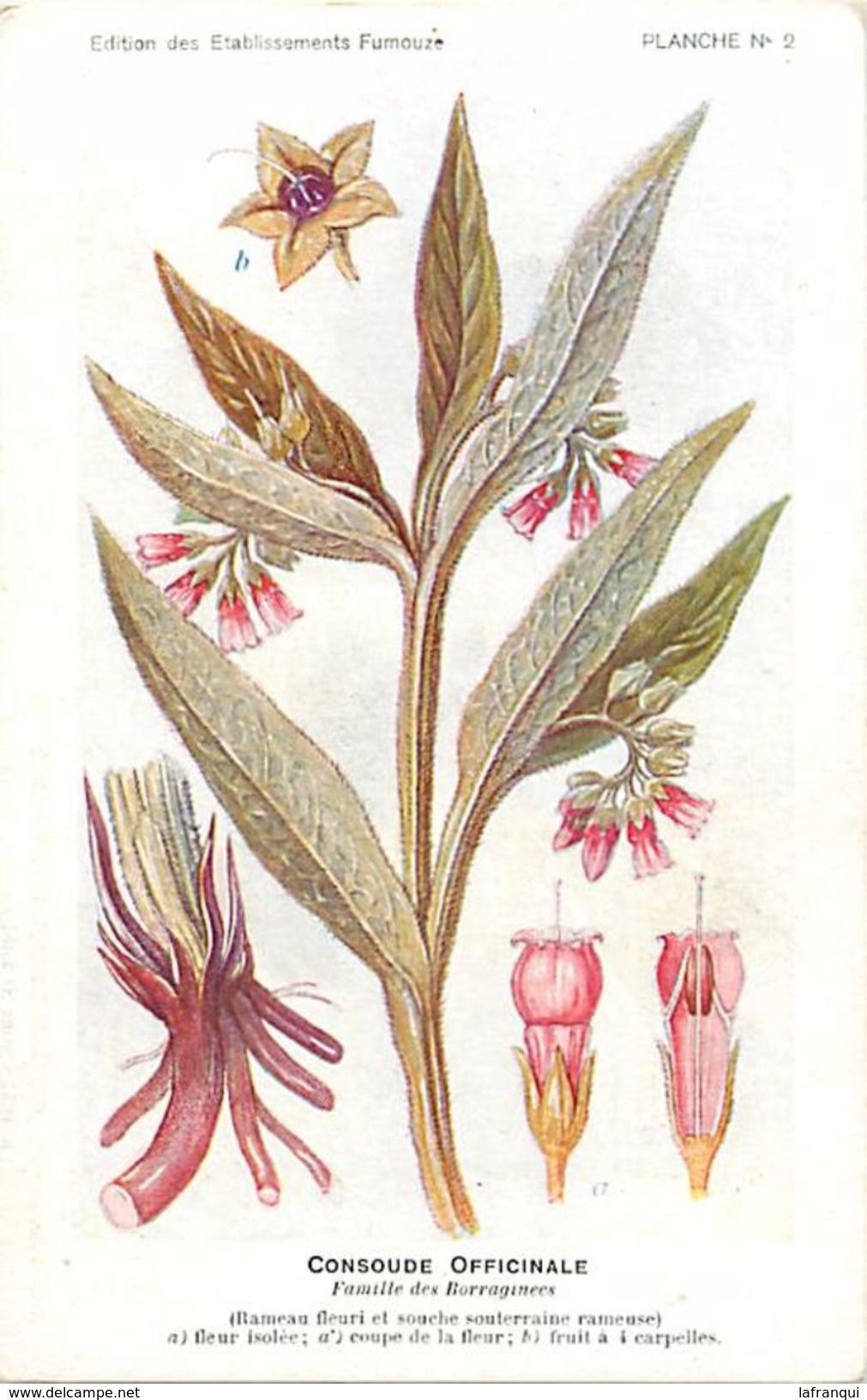 -themes Div- Ref R626- Illustrateurs - Illustrateur Fleurs Frantz - Plantes Medicinales - Consoude Officinale - - Geneeskrachtige Planten