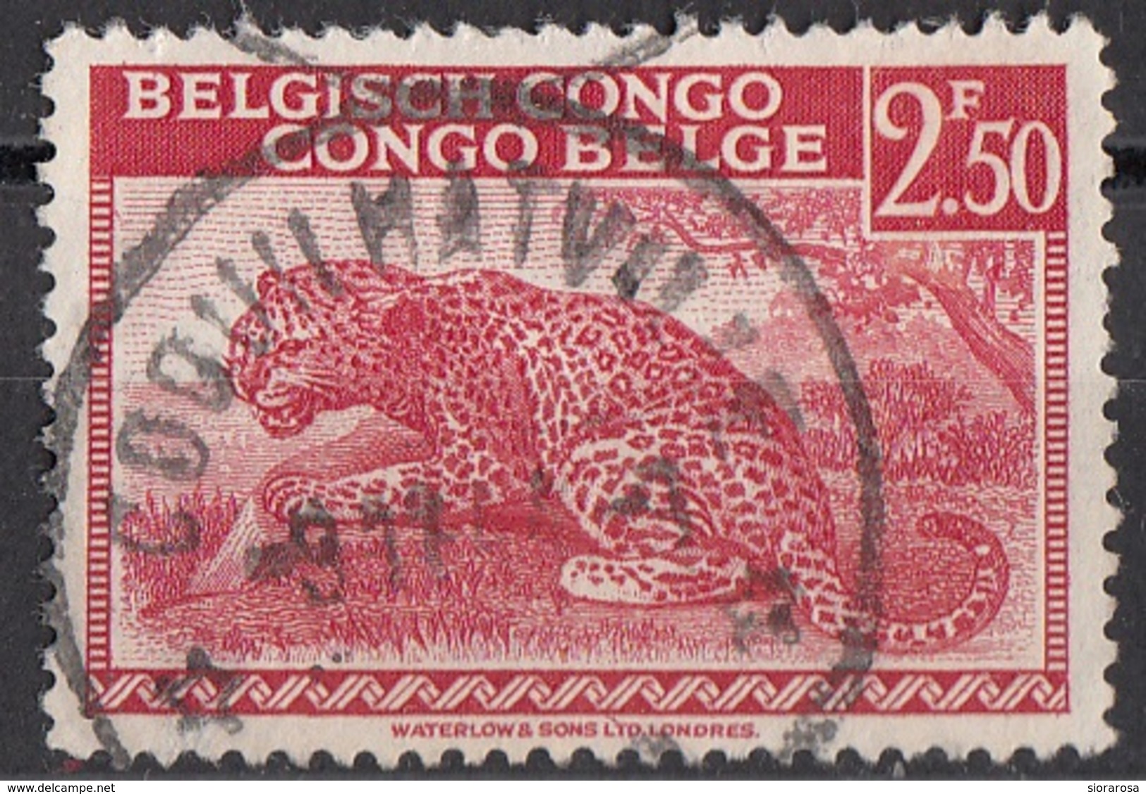 219 Congo Belga 1942 Leopardo Leopard Belge Belgisch Belgian Used - 1884-1894