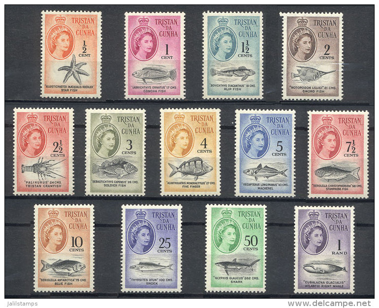 Sc.42/54, 1961 Fish, Complete Set Of 13 Unmounted Values, Excellent Quality. - Tristan Da Cunha