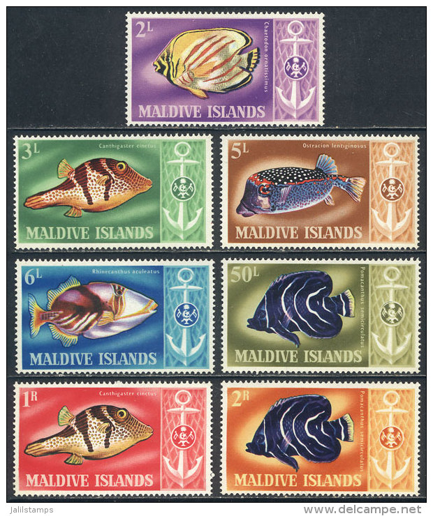 Sc.214/220, 1967 Fish, Compl. Set Of 7 Unmounted Values, Excellent Quality, Catalog Value US$28.95 - Maldives (1965-...)
