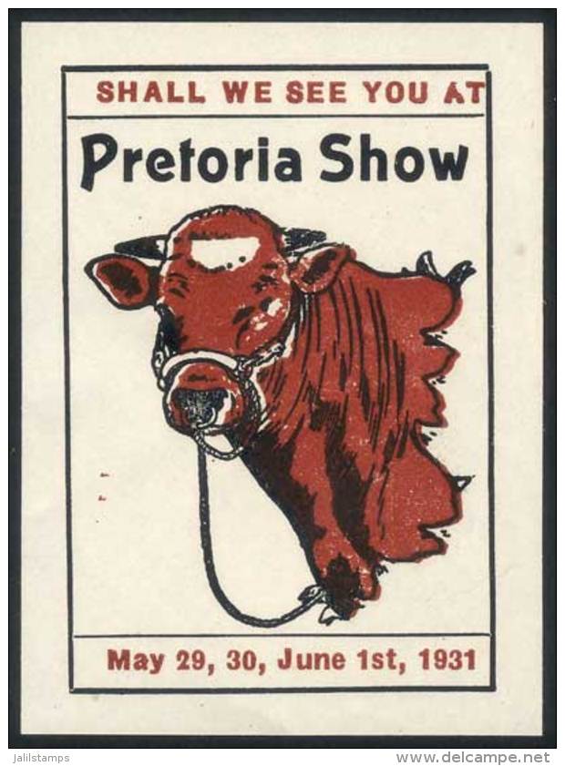Cinderella Of The Pretoria Cattle Show, 1931, VF Quality! - Otros & Sin Clasificación