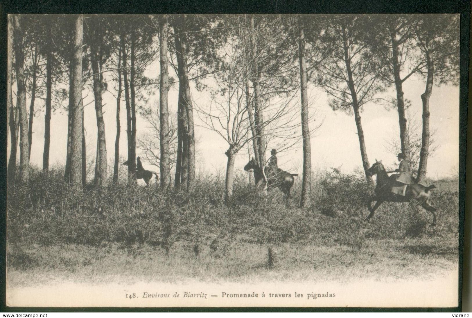 Environs De Biarritz - Promenade à Travers Les Pignadas - Anglet