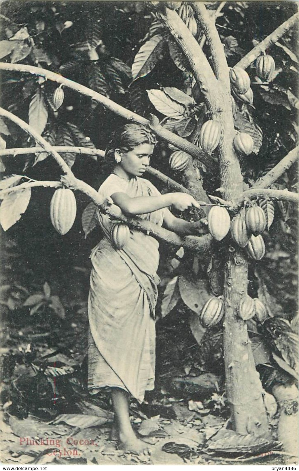 CEYLAN - SRI LANKA - JEUNE FEMME - " RECOLTE DU CACAO" - CARTE EN TRES BON ETAT. - Sri Lanka (Ceylon)