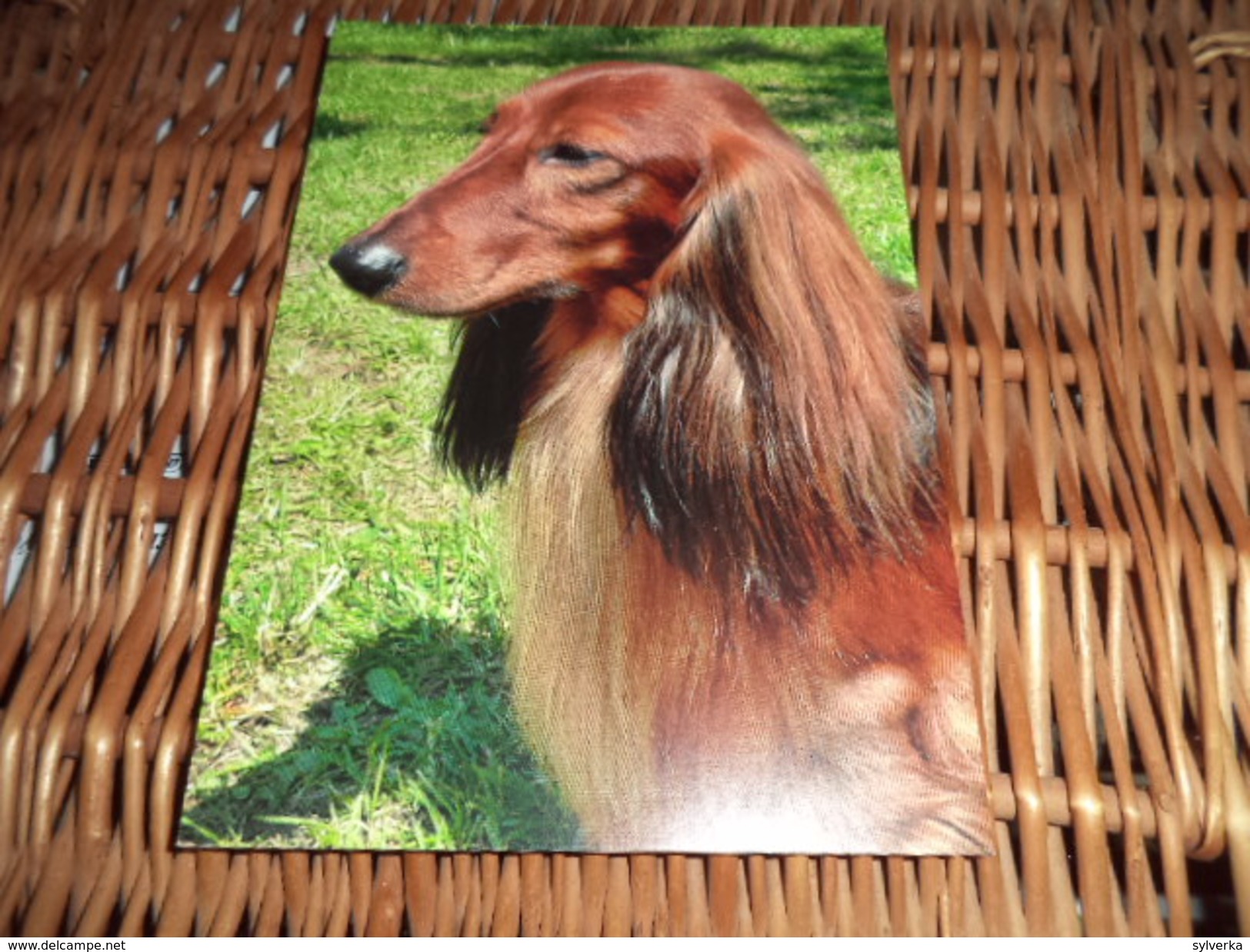 Hund Dog Postkarte Dachshund Dackel Teckel - Perros