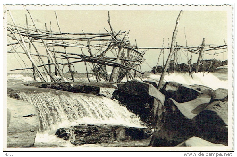 Carte Photo. Congo. Pêche. Cachet Stanleyville - Africa