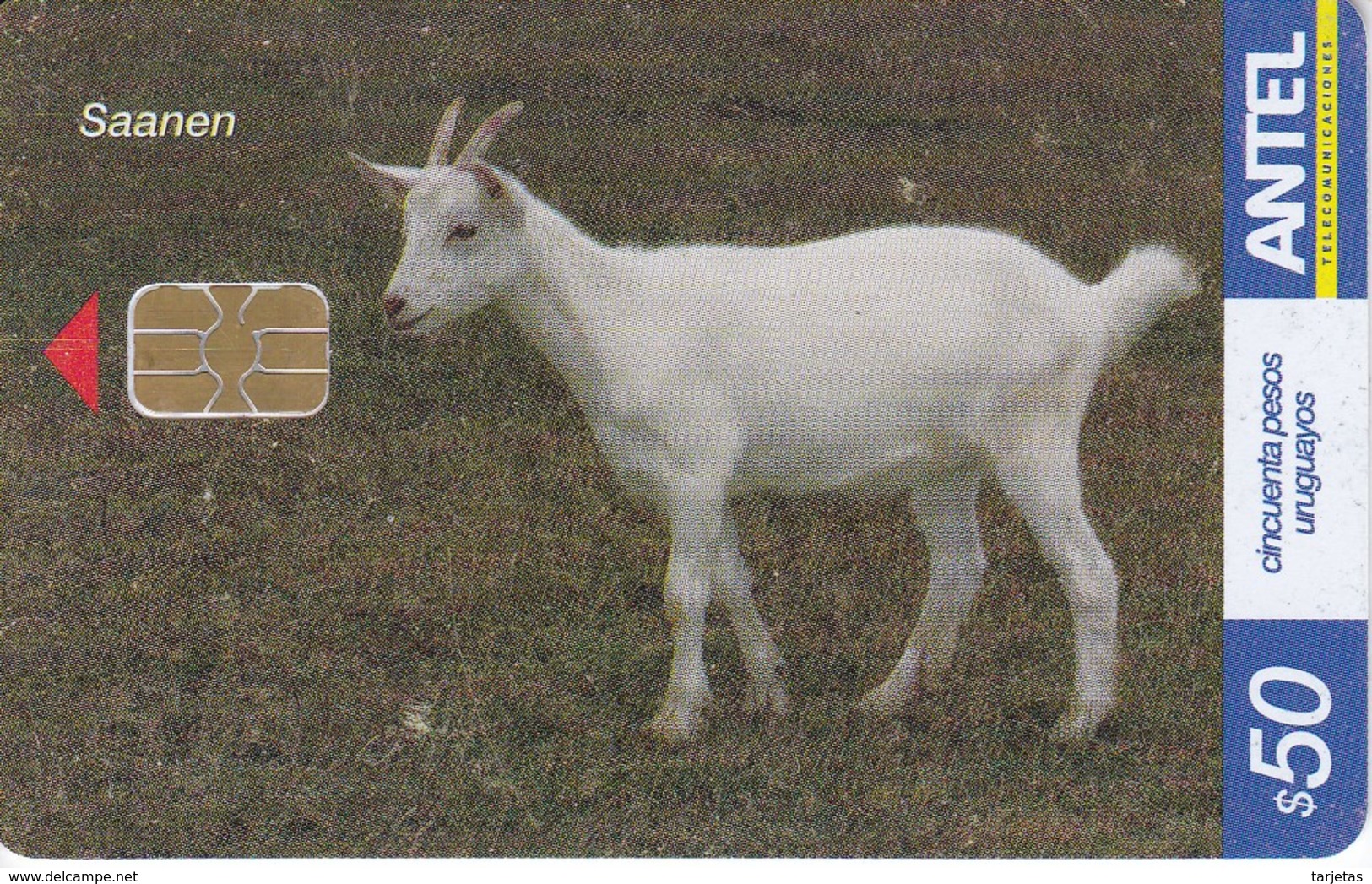 Nº 451 TARJETA DE URUGUAY DE UNA CABRA SAANEN (GOAT) - Uruguay