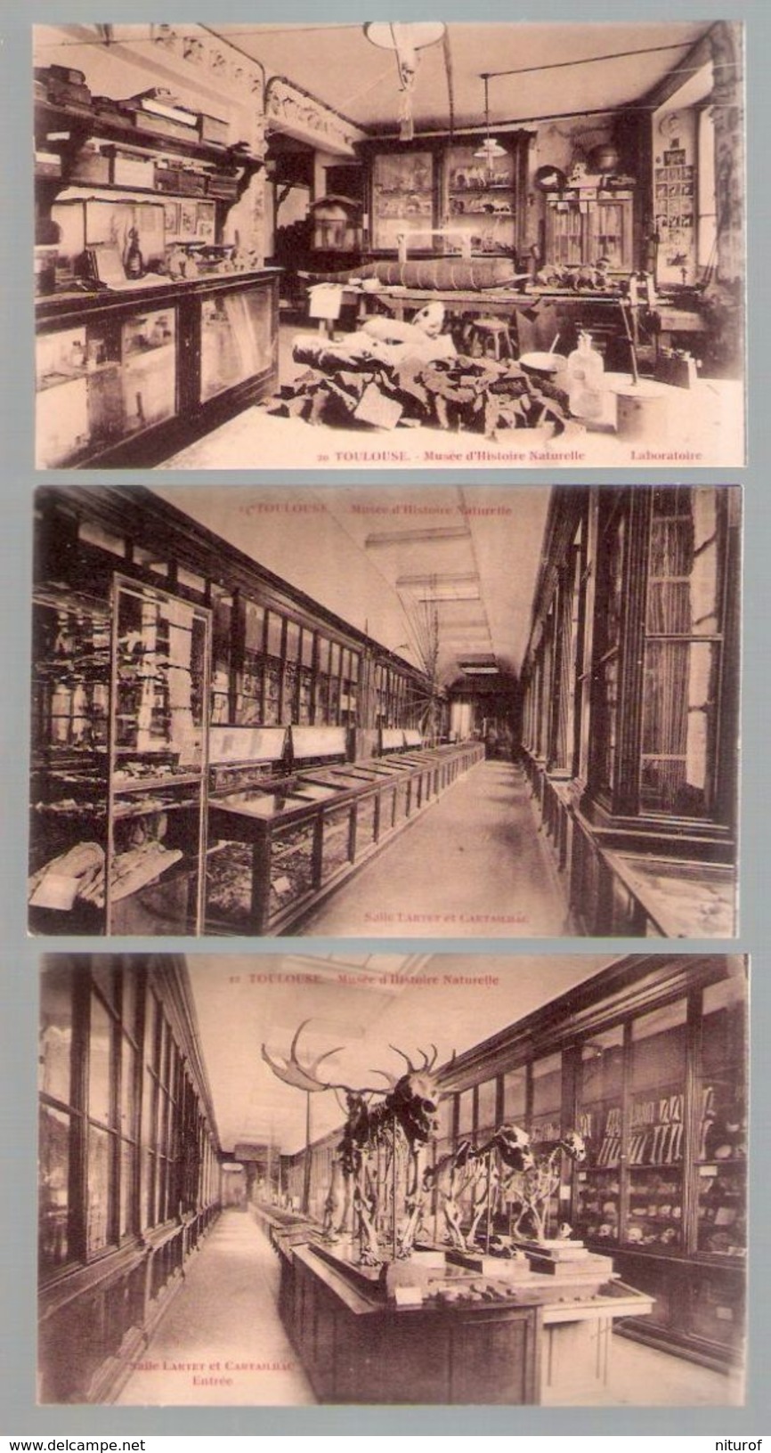 LOT 8 CPA Museum D´Histoire Naturelle De Toulouse - - Musées