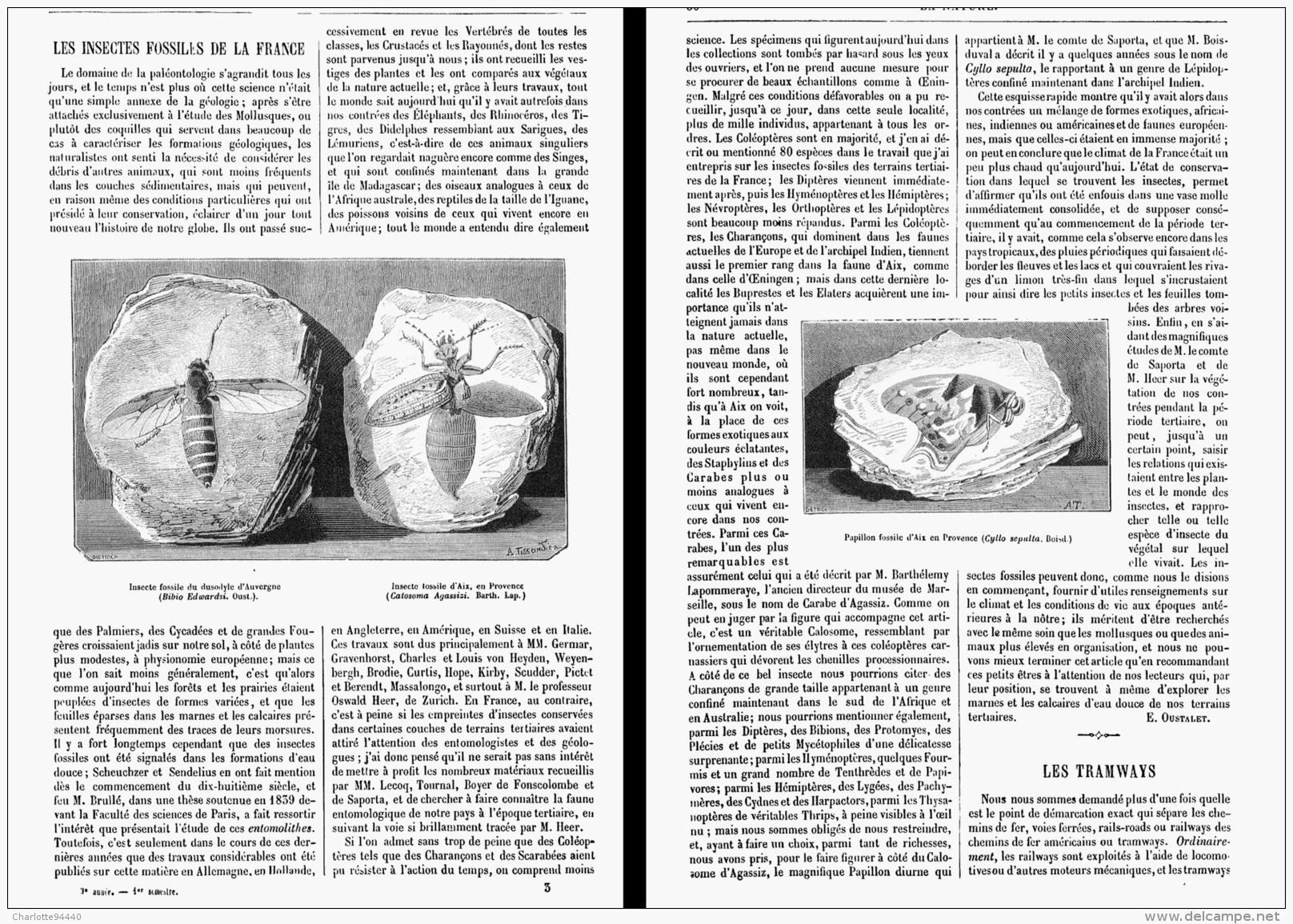 LES INSECTES FOSSILES DE LA FRANCE   1874 - Fossiles