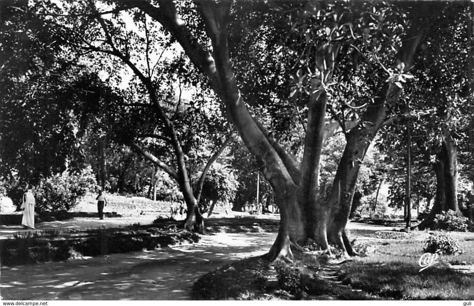 AFRIQUE Algérie  MOSTAGANEM Le Jardin Public (arbre Arrbres Tree Trees) *PRIX FIXE - Mostaganem