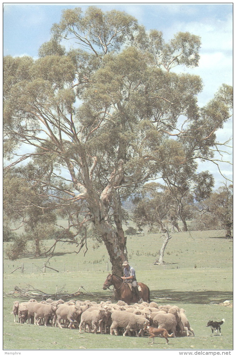 1980  View Card MUstering Sheep In The Austrlian Bush - &pound;2-G3 Used - Postal Stationery