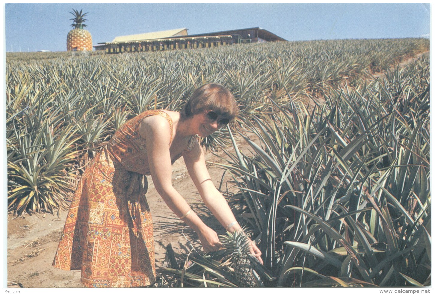 1980  View Card  Pineapple Plantation - #2-Q3 - Used - Enteros Postales
