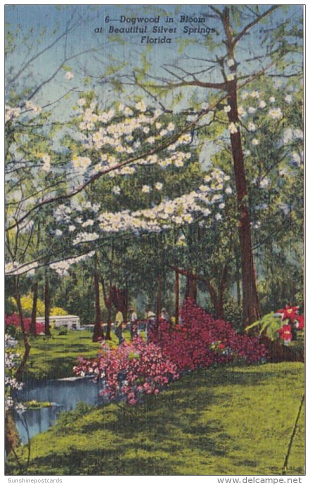 Florida Silver Springs Dogwood Tree In Bloom Curteich - Silver Springs