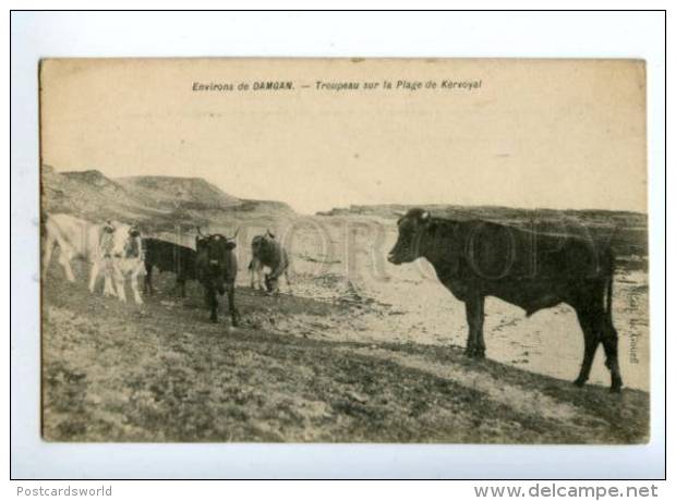 151938 France DAMGAN Surroundings Beach Kervoyal Vintage PC - Autres & Non Classés