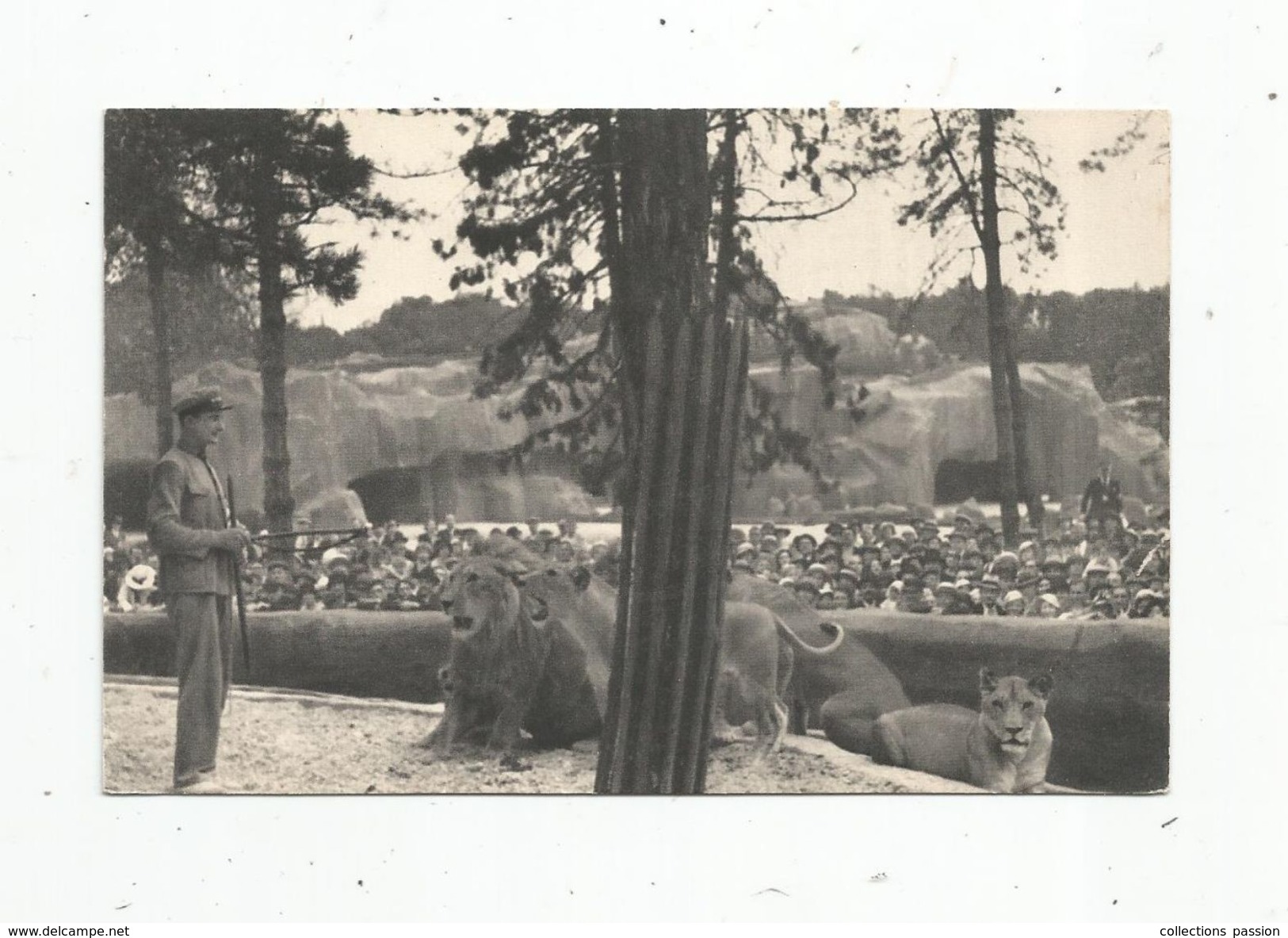 Cp , Animaux , LIONS ,muséum National D'histoire Naturelle ,parc Zoologique , Bois De Vincennes , Paris , Vierge - Lions