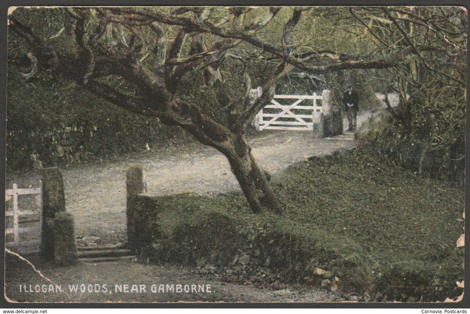 Illogan Woods, Near Camborne, Cornwall, 1909 - Empire Series Postcard - Other & Unclassified