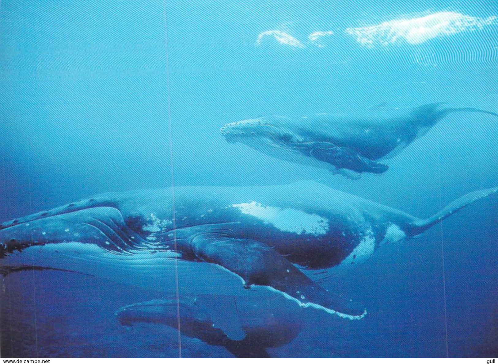 Polynésie Française- Baleine à Bosses Les Tuamotus TUAMOTU Humpback Whale - Blu / Cécile Flipo CS  34-(Tahiti)*PRIX FIXE - Polynésie Française