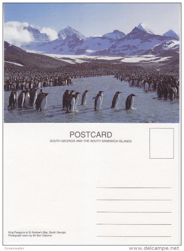 South Georgia King Penguins At St. Andrew's Bay Postcard Unused (33344) - Isole Falkland