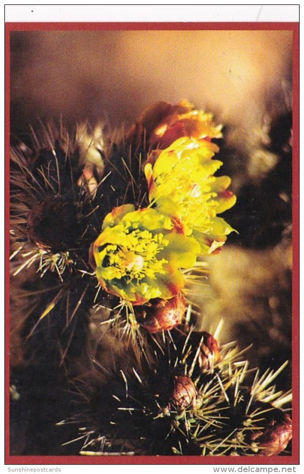 Cholla Cactus Barstow California - Cactus