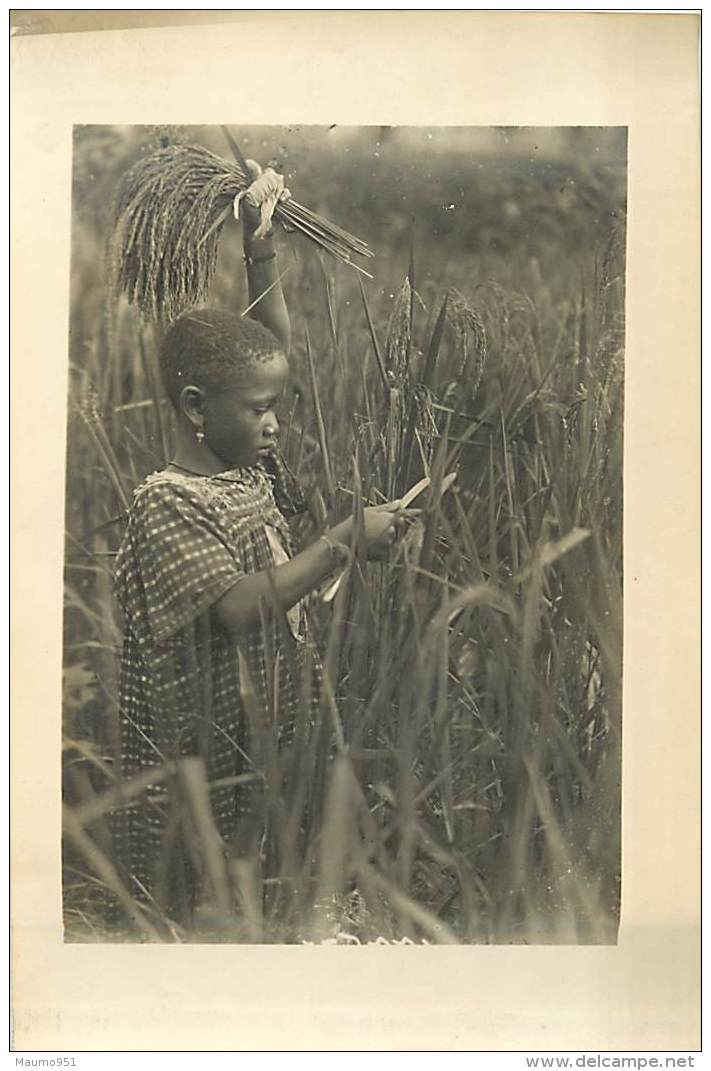 AFRIQUE CAMEROUN N° 311302 - LOLODORF . LE RIZ. COUPAGE DES EPIS. FORMAT 142X98mm - Africa