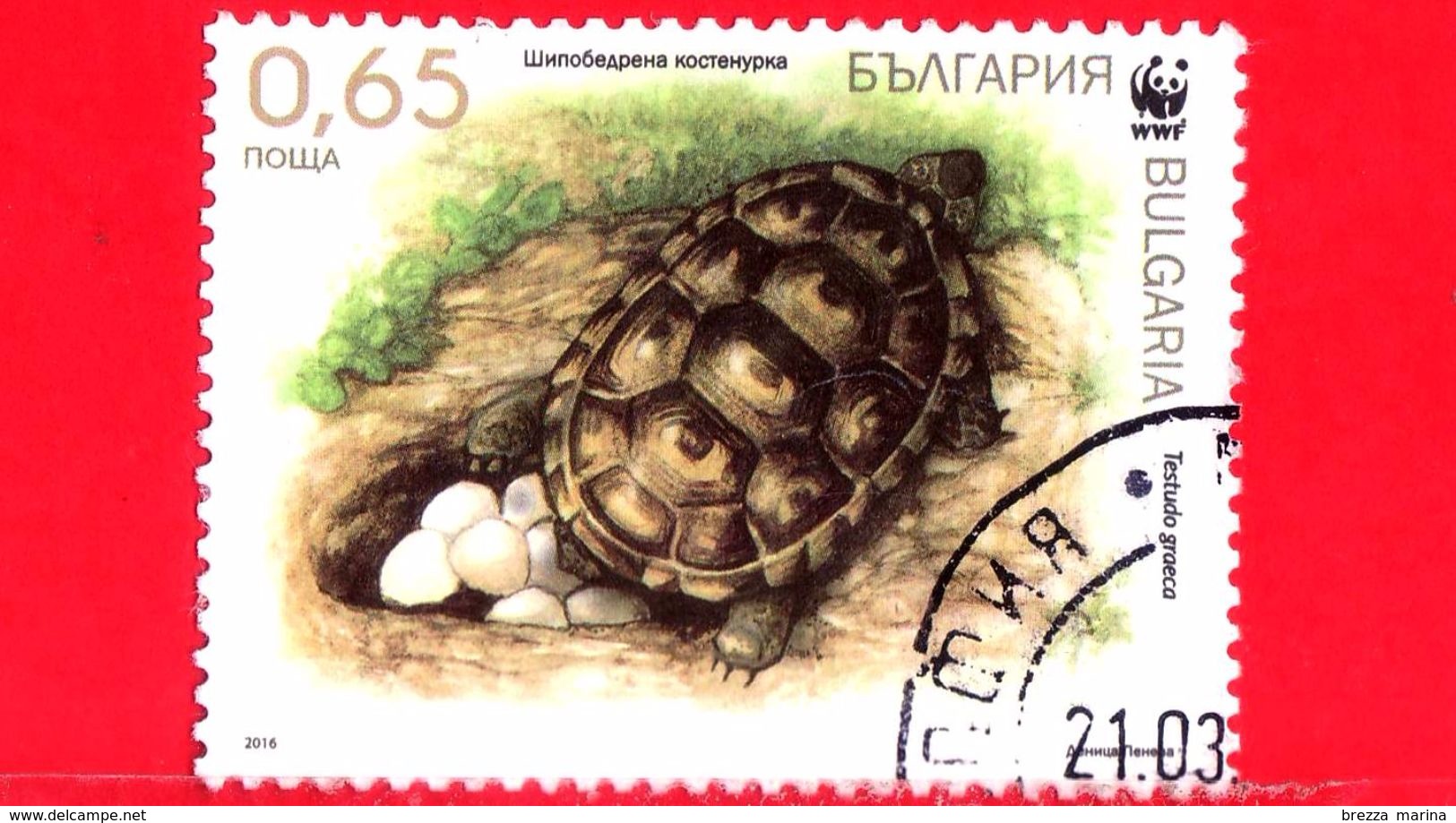 BULGARIA - Usato - 2016 - Protezione Della Natura  - Tartaruga - Testudo Graeca - 0.65 - Oblitérés