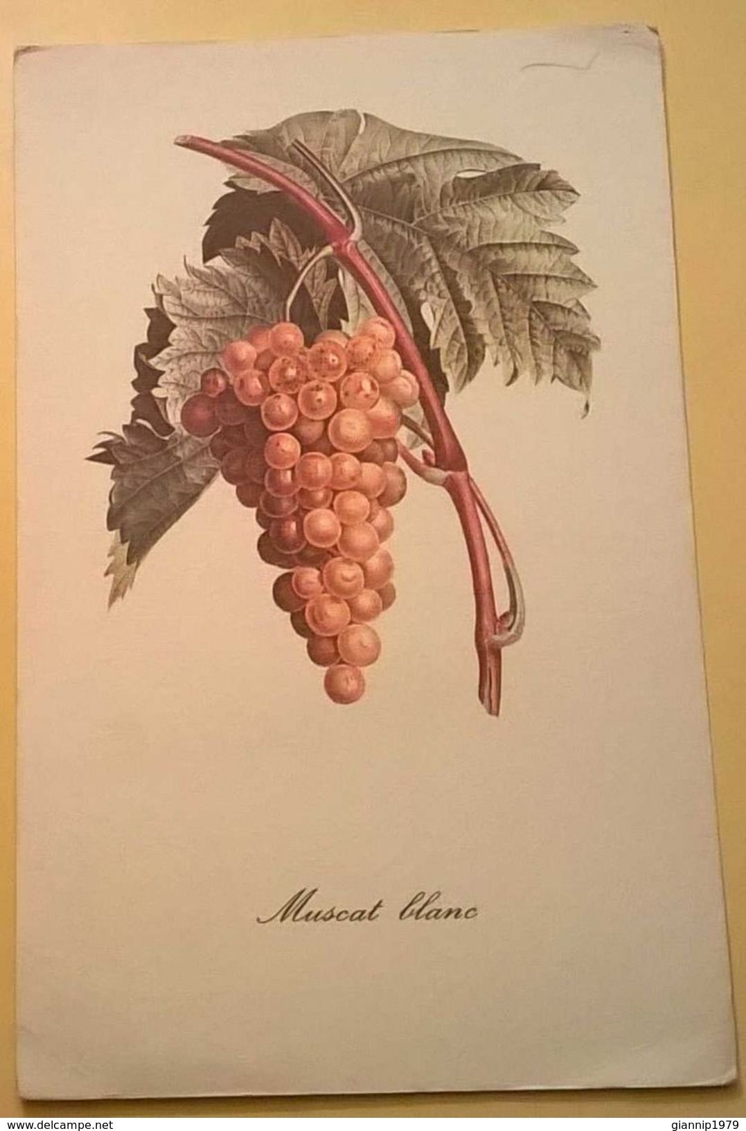 CARTONCINO TIPO CARTOLINA DISEGNO PIATEMUSCAT BLANC UVA BIANCA - Altri Disegni