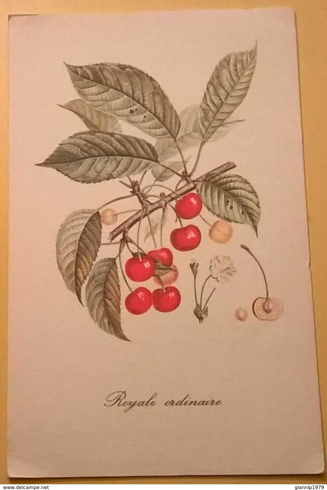 CARTONCINO TIPO CARTOLINA DISEGNO PIANTE ROYALE ORDINAIRE - Andere Plannen