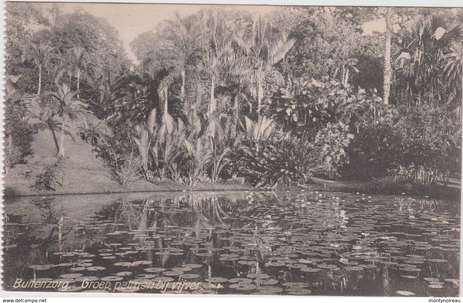 LB 28 : Indonésie :   Carte Carnet : Paysage  Buitenzorg   Groep  , Nénuphar - Indonesien