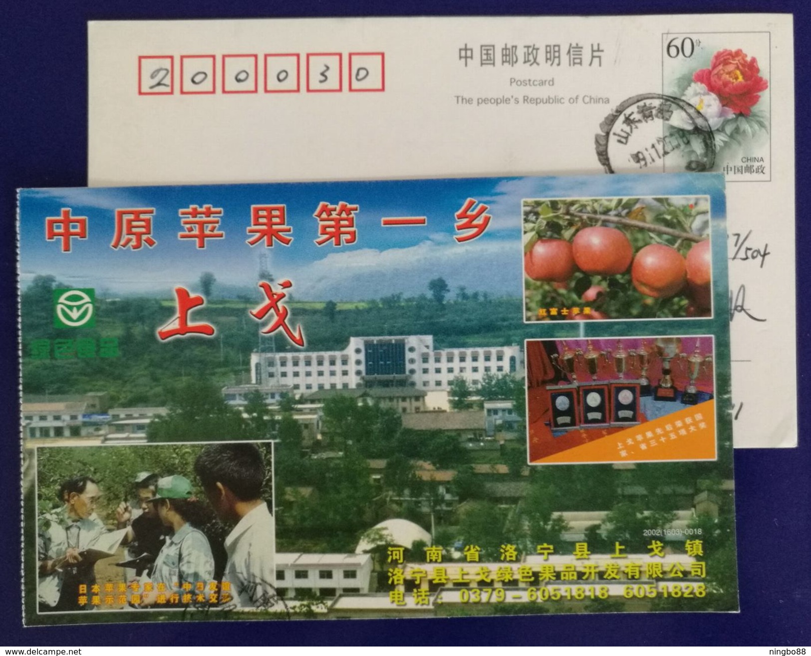 Japanese Apple Planting Specialist,Red Fuji Variety,CN 02 Shangge Town Apple Planting First Town In Middle China PSC - Fruits