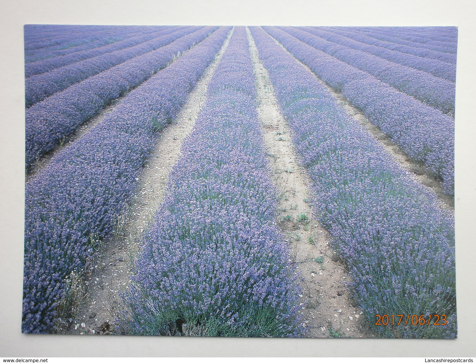 Postcard Norfolk Lavender Cultivation Farming Growing My Ref B21408 - Cultivation