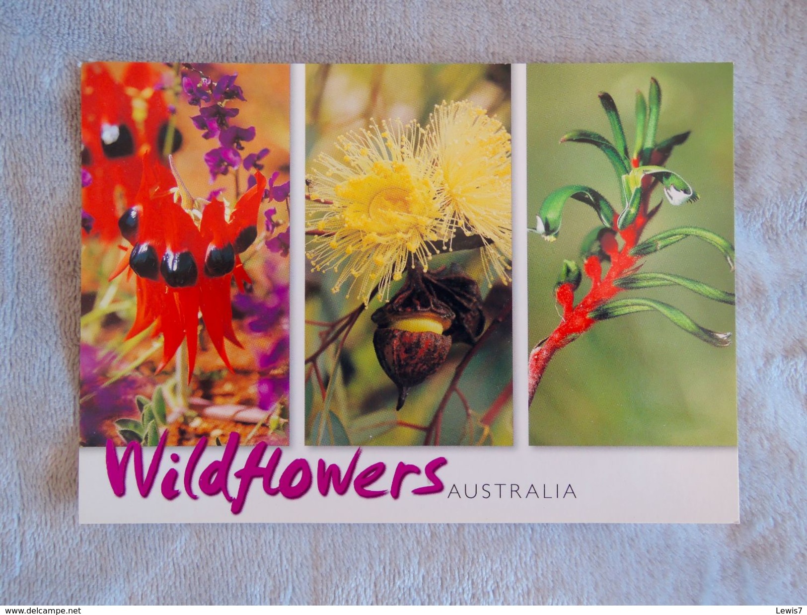 WILDFLOWERS AUSTRALIA - Outback