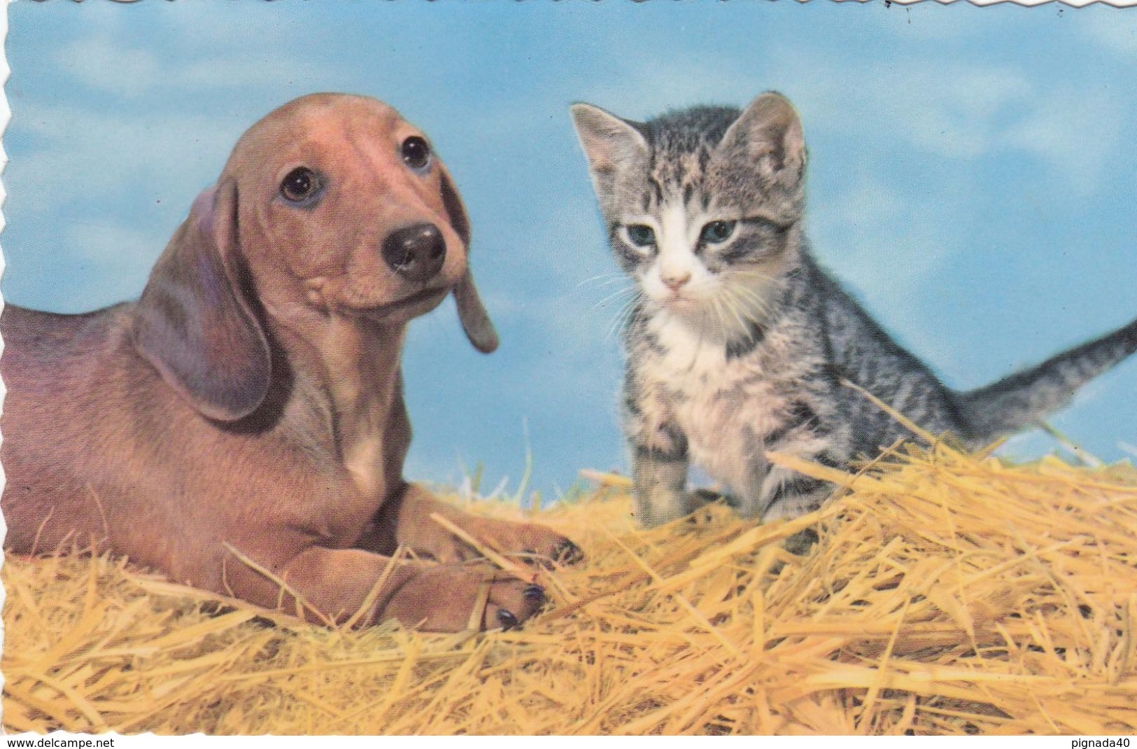 Cp , ANIMAUX , Chien Et Chat - Chiens