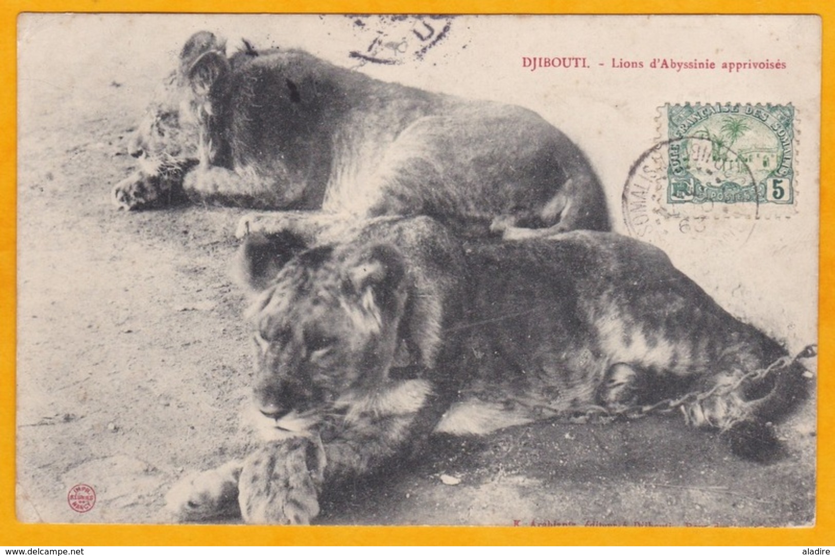 1906 - Carte Postale De Djibouti, C. F. Des Somalis Vers Dole, Jura - Cad Arrivée - Vue : Lions D' Abyssinie Apprivoisés - Lettres & Documents