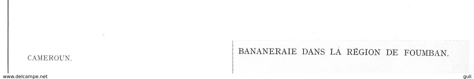 Document Afrique Noire  CAMEROUN Bananeraie Dans La Région De FOUMBAN Planche Format  31 X 24 Cms *PRIX FIXE - Afrika