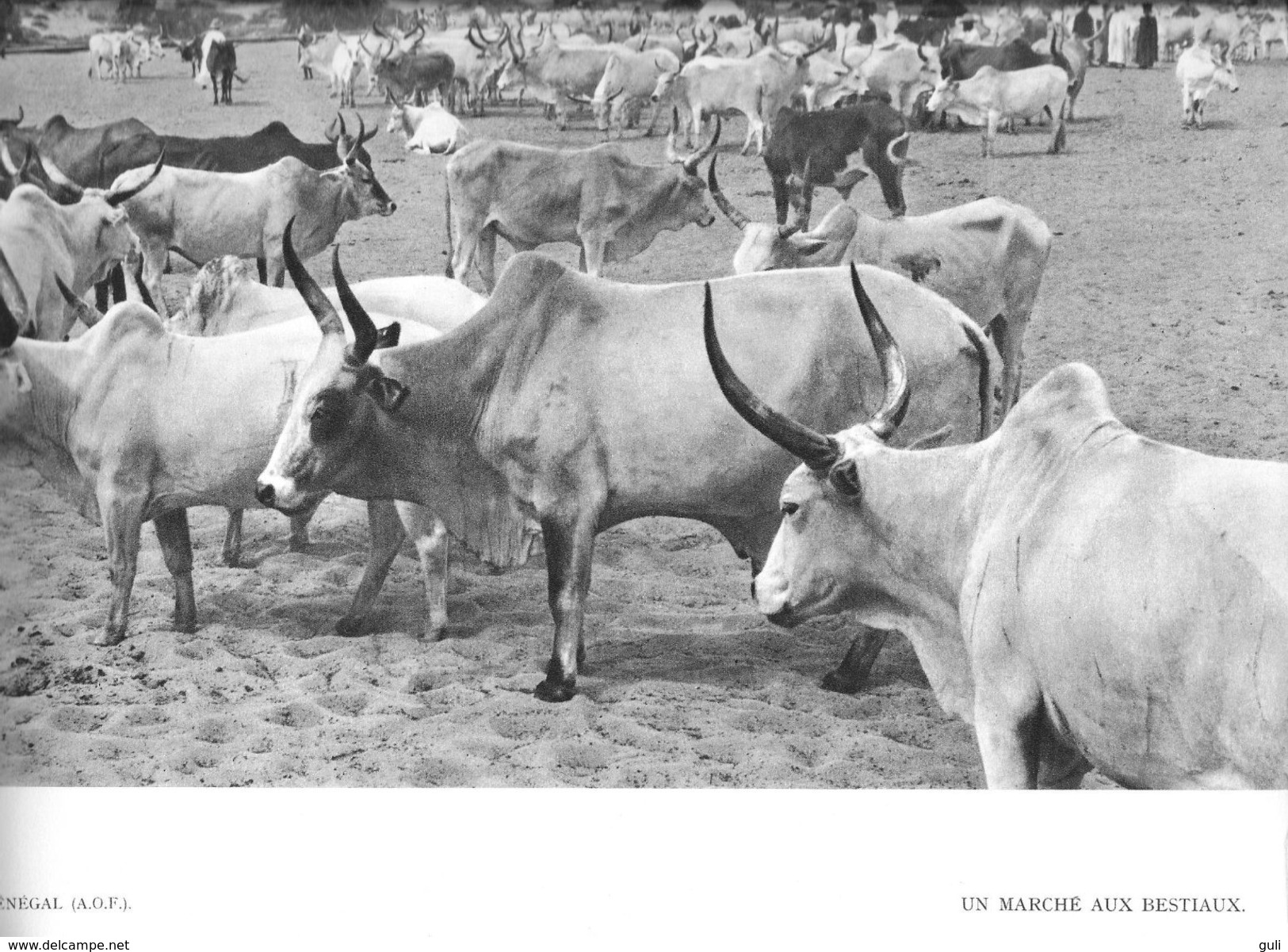 Document Afrique Noire  SENEGAL (A.O.F)  Un Marché Aux Bestiaux - Planche Format  31 X 24 Cms *PRIX FIXE - Afrika