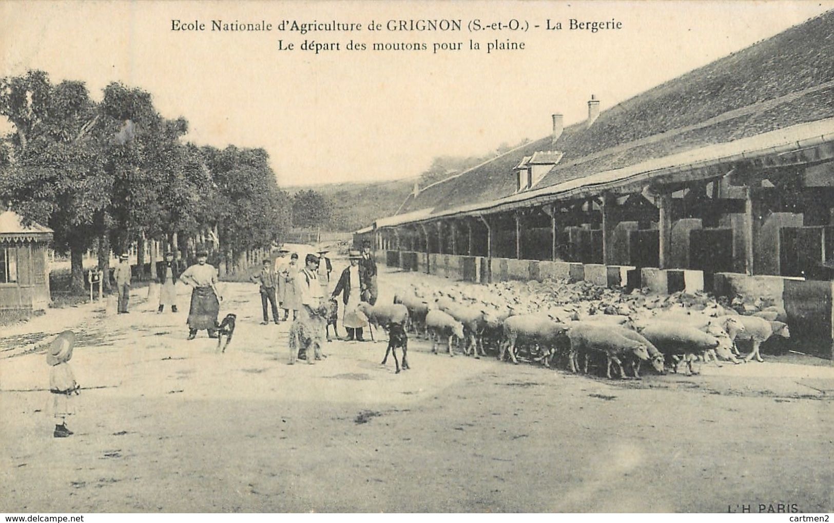 GRIGNON ECOLE NATIONALE D'AGRICULTURE BERGERIE DEPART DES MOUTONS POUR LA PLAINE 78 - Grignon