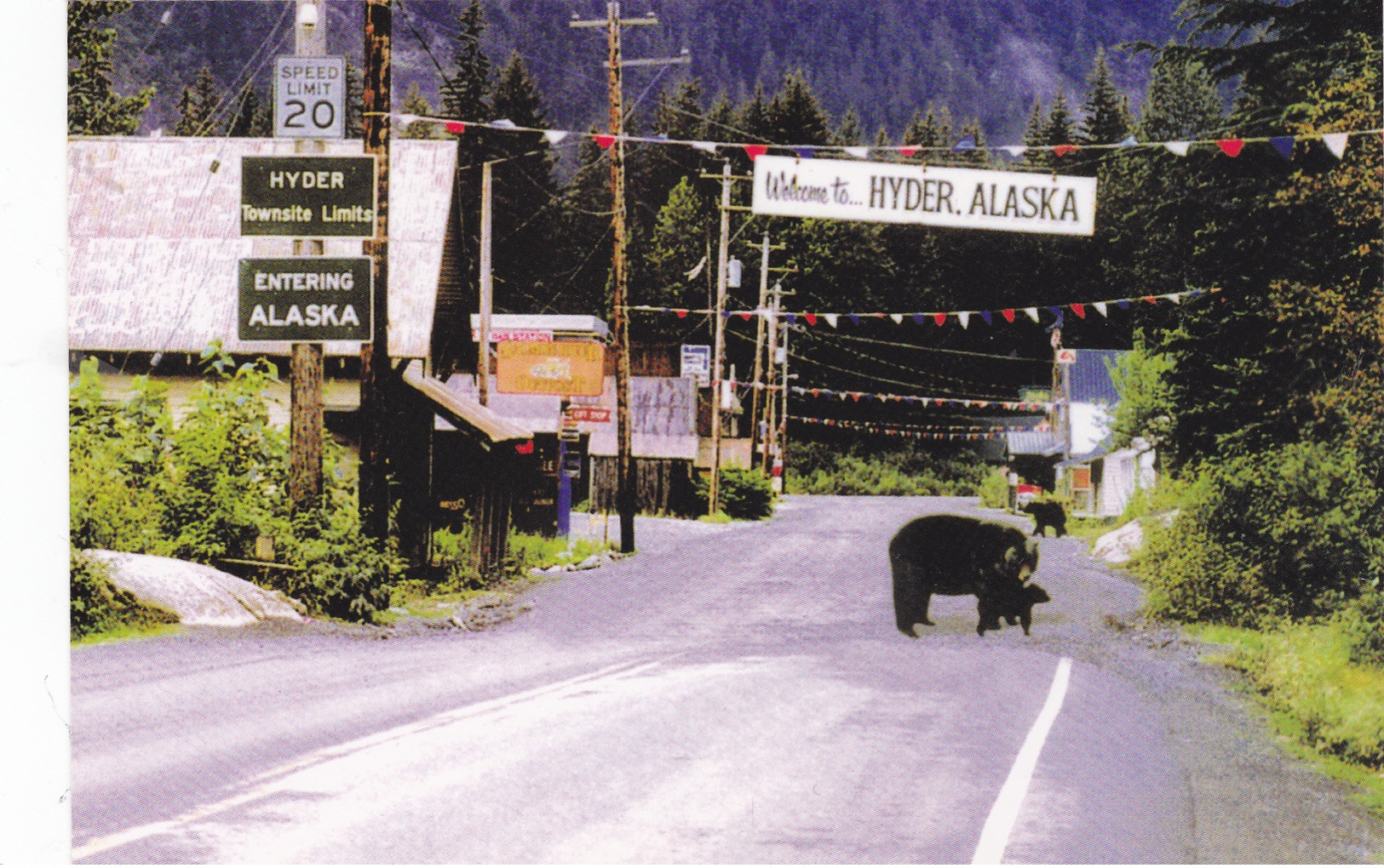 Black Bears In HYDER, ALASKA, AK, United States, USA, POSTCARD POST CARD, Carte Postale - Other & Unclassified